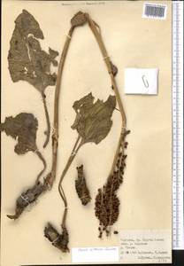 Rheum wittrockii Lundstr., Middle Asia, Northern & Central Tian Shan (M4) (Kyrgyzstan)