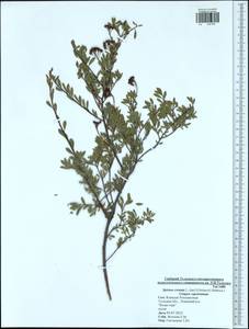 Spiraea crenata L., Eastern Europe, Central region (E4) (Russia)