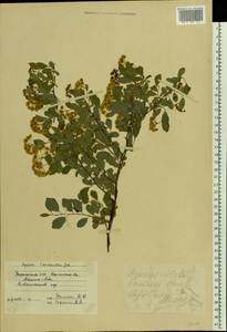 Spiraea ×vanhouttei (Briot) Zabel, Eastern Europe, South Ukrainian region (E12) (Ukraine)