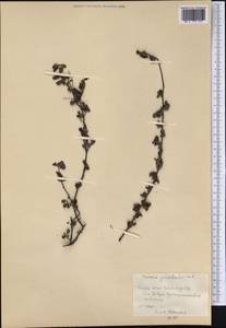 Varronia grisebachii (Urb.) Moldenke, America (AMER) (Cuba)