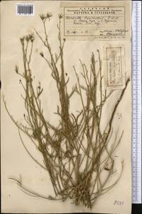 Chondrilla brevirostris Fisch. & C. A. Mey., Middle Asia, Northern & Central Tian Shan (M4) (Kyrgyzstan)