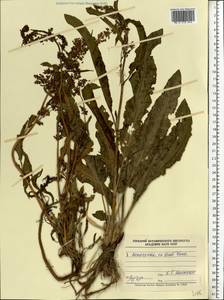 Rumex, Eastern Europe, Lower Volga region (E9) (Russia)