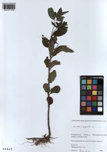 Mentha × piperita L., Siberia, Altai & Sayany Mountains (S2) (Russia)