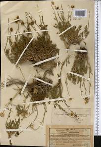 Richteria djilgense (Franch.) K. Bremer & Humphries, Middle Asia, Pamir & Pamiro-Alai (M2) (Kyrgyzstan)