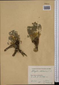 Astragalus alatavicus Kar. & Kir., Middle Asia, Western Tian Shan & Karatau (M3) (Kazakhstan)
