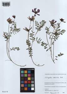 KUZ 001 457, Astragalus ceratoides M. Bieb., Siberia, Altai & Sayany Mountains (S2) (Russia)