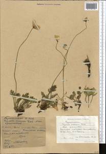 Papaver croceum Ledeb., Middle Asia, Western Tian Shan & Karatau (M3) (Kyrgyzstan)