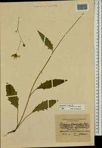 Hieracium lachenalii subsp. deductum (Sudre) Greuter, Eastern Europe, Moscow region (E4a) (Russia)