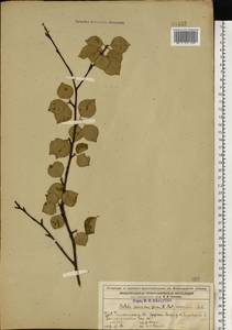 Betula pubescens var. pubescens, Eastern Europe, Volga-Kama region (E7) (Russia)