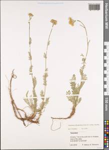 Tanacetum aureum (Lam.) Greuter, M. V. Agab. & Wagenitz, Caucasus, Armenia (K5) (Armenia)