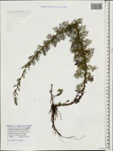 Artemisia chamaemelifolia Vill., Caucasus, Stavropol Krai, Karachay-Cherkessia & Kabardino-Balkaria (K1b) (Russia)