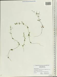 Galium uliginosum L., Eastern Europe, Central forest region (E5) (Russia)