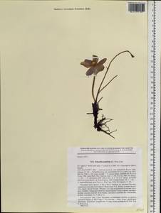 Pulsatilla patens subsp. multifida (Pritz.) Zämelis, Siberia, Russian Far East (S6) (Russia)