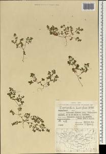 Euphorbia humifusa Willd., Mongolia (MONG) (Mongolia)