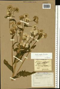 Tephroseris palustris (L.) Fourr., Eastern Europe, North-Western region (E2) (Russia)