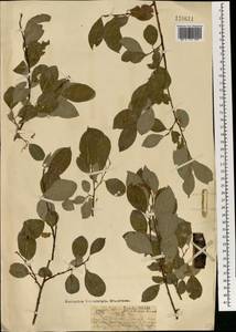 Salix taraikensis Kimura, Mongolia (MONG) (Mongolia)