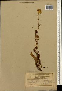 Filipendula vulgaris Moench, Caucasus, Azerbaijan (K6) (Azerbaijan)