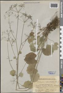 Pimpinella tripartita Kalen., Caucasus, Stavropol Krai, Karachay-Cherkessia & Kabardino-Balkaria (K1b) (Russia)