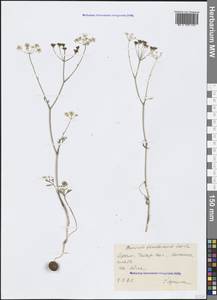 Bunium microcarpum (Boiss.) Freyn & Sint. ex Freyn, Crimea (KRYM) (Russia)
