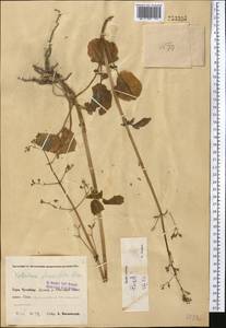 Valeriana ficariifolia Boiss., Middle Asia, Pamir & Pamiro-Alai (M2) (Uzbekistan)