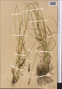 Carex polyphylla, Middle Asia, Western Tian Shan & Karatau (M3) (Uzbekistan)