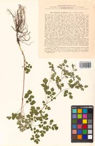 Thalictrum sparsiflorum Turcz. ex Fisch. & C. A. Mey., Siberia, Russian Far East (S6) (Russia)