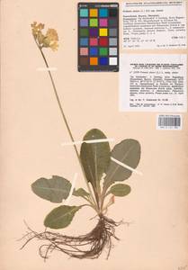 Primula elatior (L.) L., Western Europe (EUR) (Germany)