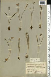 Muscari pallens (M.Bieb.) Fisch., Eastern Europe, Central forest-and-steppe region (E6) (Russia)