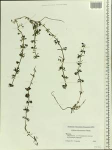 Galium tricornutum Dandy, Eastern Europe, Moscow region (E4a) (Russia)