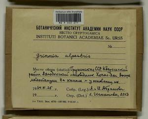 Grimmia alpestris (F. Weber & D. Mohr) Schleich., Bryophytes, Bryophytes - Transcaucasia (B13) (Georgia)
