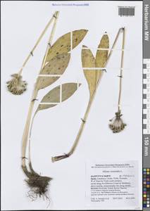 Allium victorialis L., Western Europe (EUR) (Spain)