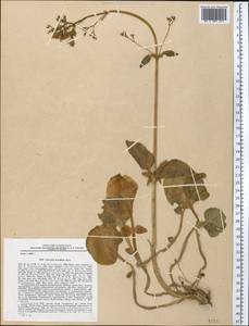 Valeriana ficariifolia Boiss., Middle Asia, Pamir & Pamiro-Alai (M2) (Tajikistan)