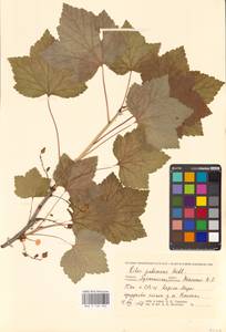 Ribes spicatum E.Robson, Eastern Europe, Northern region (E1) (Russia)