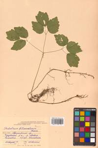 Thalictrum filamentosum Maxim., Siberia, Russian Far East (S6) (Russia)