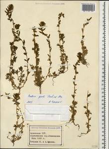 Panderia pilosa Fisch. & C. A. Mey., Caucasus, Armenia (K5) (Armenia)