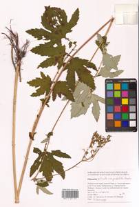 Filipendula angustiloba × palmata, Siberia, Russian Far East (S6) (Russia)