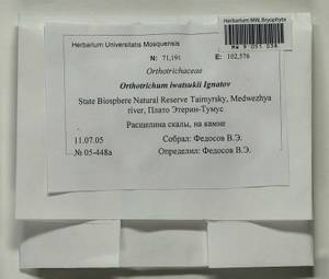 Lewinskya iwatsukii (Ignatov) F. Lara, Garilleti & Goffinet, Bryophytes, Bryophytes - Krasnoyarsk Krai, Tyva & Khakassia (B17) (Russia)