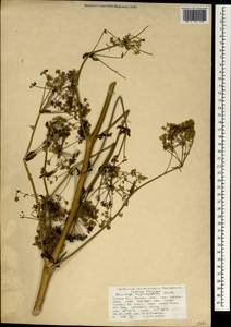 Ferulago asparagifolia Boiss., South Asia, South Asia (Asia outside ex-Soviet states and Mongolia) (ASIA) (Turkey)