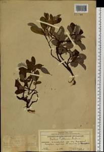 Salix arctica Pall., Siberia, Chukotka & Kamchatka (S7) (Russia)