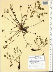 Chamaesciadium acaule (M. Bieb.) Boiss., Caucasus, North Ossetia, Ingushetia & Chechnya (K1c) (Russia)