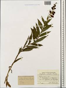 Digitalis ciliata Trautv., Caucasus, Stavropol Krai, Karachay-Cherkessia & Kabardino-Balkaria (K1b) (Russia)