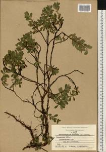 Arctostaphylos uva-ursi (L.) Spreng., Eastern Europe, Central region (E4) (Russia)