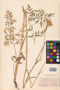 Silphiodaucus prutenicus subsp. prutenicus, Eastern Europe, Belarus (E3a) (Belarus)