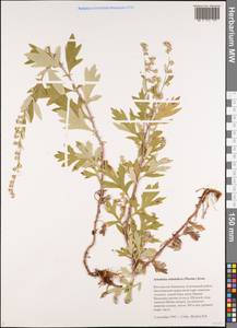 Artemisia stolonifera (Maxim.) Kom., Siberia, Chukotka & Kamchatka (S7) (Russia)