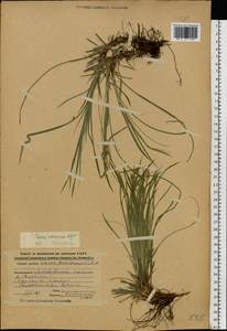 Carex pediformis C.A.Mey., Eastern Europe, Central region (E4) (Russia)
