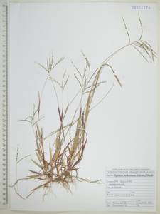 Digitaria ischaemum (Schreb.) Muhl., Siberia, Russian Far East (S6) (Russia)