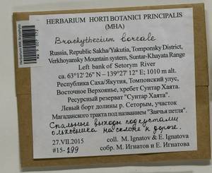 Brachythecium boreale Ignatov, Bryophytes, Bryophytes - Yakutia (B19) (Russia)