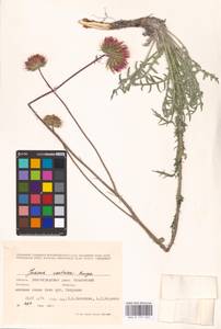 Jurinea cretacea Bunge, Eastern Europe, Lower Volga region (E9) (Russia)
