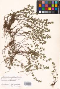 MHA 0 156 571, Clinopodium acinos (L.) Kuntze, Eastern Europe, North-Western region (E2) (Russia)