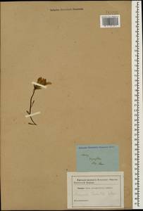 Campanula tridentata, Caucasus (no precise locality) (K0)